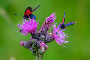 22.7.2020 - Seen-Wanderung; Sumpfkratzdistel und Rotwidderchen