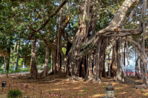 15.10.2020 - Palermo. Ficus macrophylla della Piazza Marina