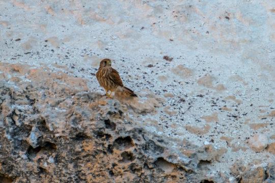 17.10.2020 - Wildlife, Villa La Latomia: Turmfalke