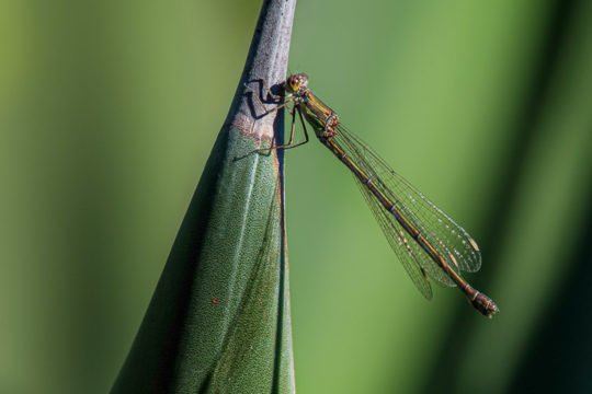 17.10.2020 - Wildlife, Villa La Latomia: Westliche Weidenjungfer