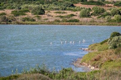 17.10.2020 - Riserva naturale di Vendicari, Pantano Piccolo (Flamingos)