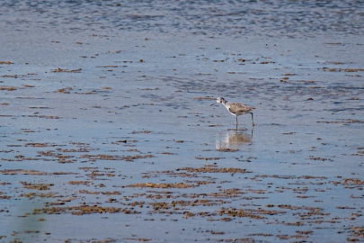 17.10.2020 - Riserva naturale di Vendicari, Pantano Grande - Teichwasserläufer