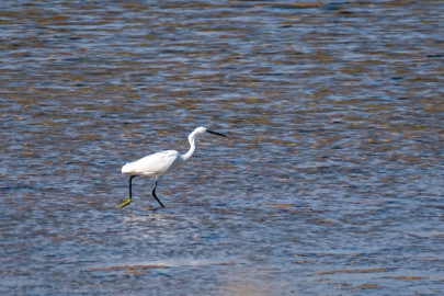 17.10.2020 - Riserva naturale di Vendicari, Pantano Grande (Seidenreiher)