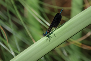 20.10.2020 - Riserva Fiume Ciane, Blauflügelige Prachtlibelle