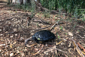 20.10.2020 - Riserva Fiume Ciane. Europäische Sumpfschildkröte (extrem selten!)