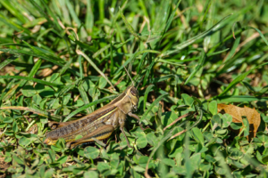 20.10.2020 - Riserva Fiume Ciane. Feldheuschrecke