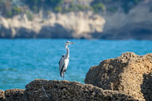 20.10.2020 - Salina di Siracusa, Graureiher