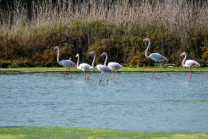 20.10.2020 - Salina di Siracusa, Flamingo