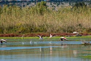 20.10.2020 - Salina di Siracusa, Flamingo