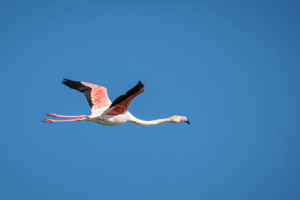 20.10.2020 - Salina di Siracusa, Flamingo