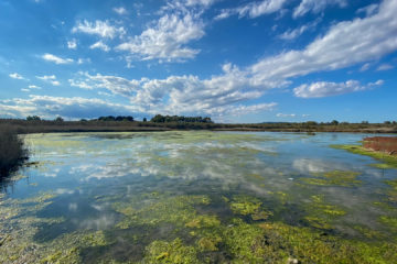 20.10.2020 - Salina di Siracusa