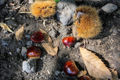 22.10.2020 - Ausflug zum Monte Sartorius - "Die Natur ist verschwenderisch"