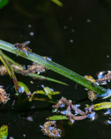 11.4.2020 - Fotopirsch im Garten: Sumpfschwebfliege