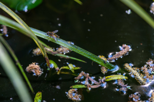 11.4.2020 - Fotopirsch im Garten: Schwebfliege