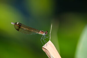 20.10.2020 - Riserva Fiume Ciane. Bronzene Prachtlibelle