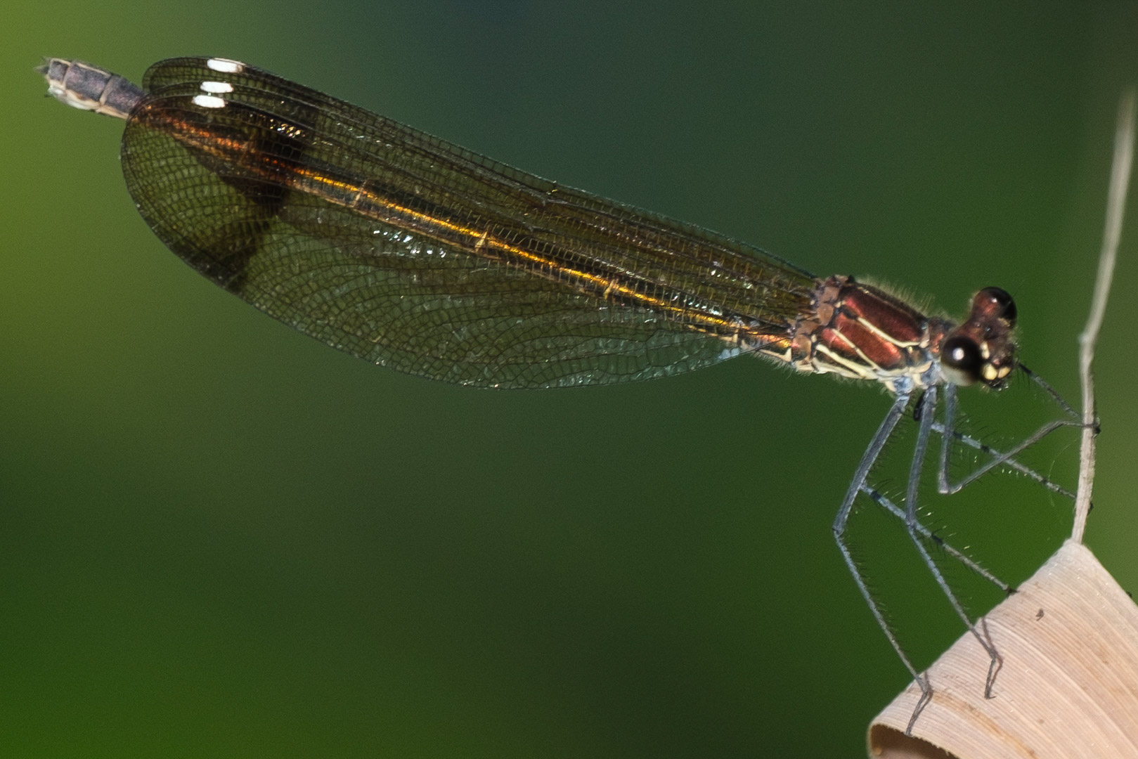 20.10.2020 - Riserva Fiume Ciane. Bronzene Prachtlibelle (out of Cam)