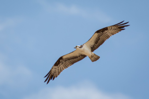 23.7. Flaming Gorge SP - Osprey