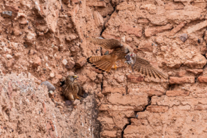 24.-29.4.: Marrakesch - Palais El Badii. Turmfalke