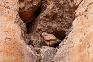 24.-29.4.: Marrakesch - Palais El Badii. Turmfalke