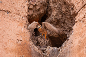 24.-29.4.: Marrakesch - Palais El Badii. Turmfalke