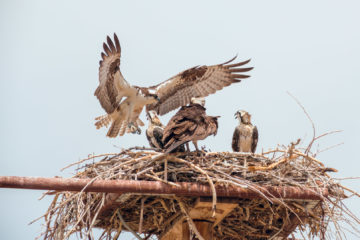 23.7.2014 Flaming Gorge SP - Ospreys mit Jungen