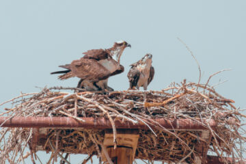 23.7. Flaming Gorge SP - Ospreys mit Jungen