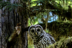 17.8.2017 - Paradise in Oregon, Barred Owl