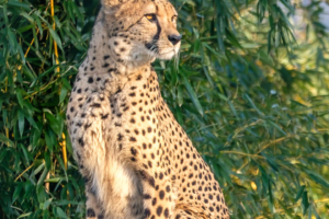 17.2.2018 - Aachener Tierpark, Gepard