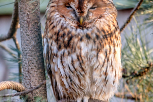 17.2.2018 - Aachener Tierpark. Waldkauz