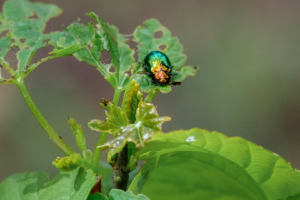 3.5.2020 - Abbenroth, Wanderung zum Schloss Homburg: Goldgänzender Rosenkäfer (Cetonia aurata)