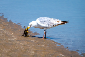 23.6.2020 - Möwe in Katwijk