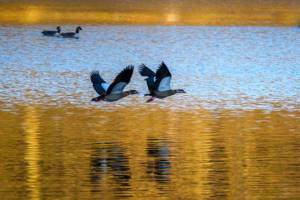 19.12.2020 - Stauweiher Kupferbach: Nilgänse