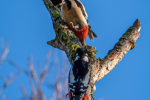 26.1.2020 - Gillesbachtal, Buntspecht-Pärchen