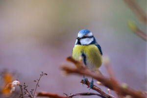 23.1.2021 - Abbenroth, Meisenportrait