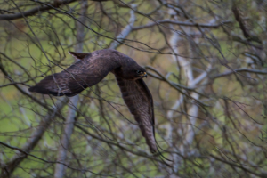 28.3.2021 - Aachener Wald, Mäusebussard