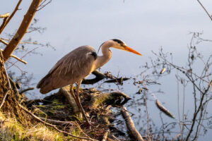 8.4.2021 - Graureiher am Stauweiher