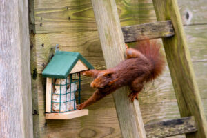 13.4.2021 - Eichhörnchen