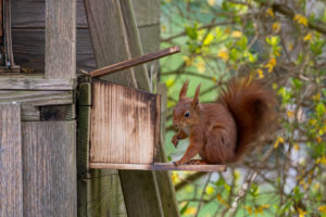 16.4.2021 - Eichi hat seinen neuen Futterplatz entdeckt :-)