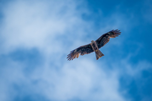 20.6.2021 - Ankerpause vor der Insel Swjatlowy Ostrów. Schwarzmilan.