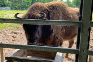 26.6.2021 - Wisenthof Wolisko