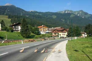 22.7.2021 - die Entenfamilie wechselt die Straßenseite ;-)