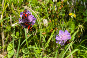 22.7.2021 - Seenwanderung, Blutströpfchen auf Skabioseblüten