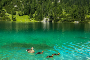 23.7.2021 - Ehrwald - Coburger Hütte, Blick auf den Seebensee