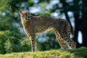 3.9.2021 - Aachener Tierpark, Gepard