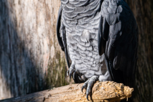 3.9.2021 - Aachener Tierpark, Graupapagei