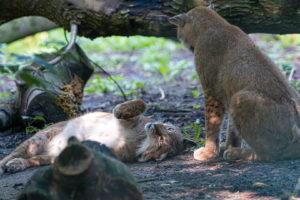 3.9.2021 - Aachener Tierpark, Luchs