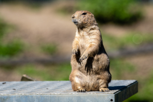 3.9.2021 - Aachener Tierpark, Präriehund