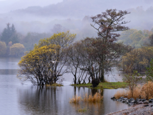 8.11.2021 - Milarrochy Bay, Loch Lomond