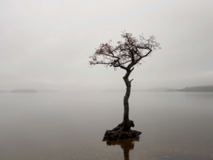 8.11.2021 - Milarrochy Bay, Loch Lomond