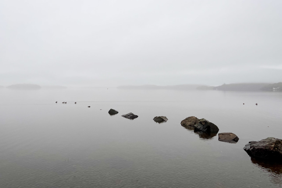8.11.2021 - Milarrochy Bay, Loch Lomond